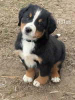 Rufus , a male Bernese Mountain Dog for sale in Isanti, MN – Photo 2 of 7