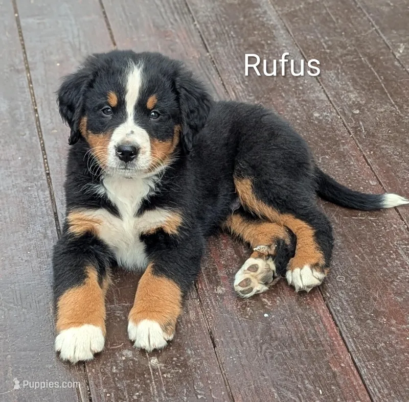 Rufus  – Bernese Mountain Dog puppy for sale in Isanti, MN