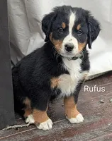 Rufus , a male Bernese Mountain Dog for sale in Isanti, MN – Photo 4 of 7