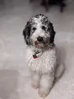 Barney (bernedoodle), a male Bernese Mountain Dog and Poodle - Multi-Colored Standard for sale in Isanti, MN – 7 of 8