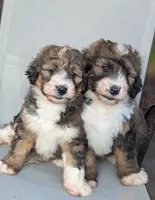 Barney , a male Bernedoodle for sale in Isanti, MN – 2 of 9