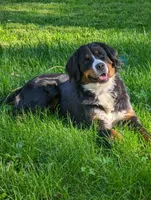 Paisley  (bernedoodle), a female Bernese Mountain Dog and Poodle - Multi-Colored Standard for sale in Isanti, MN – 7 of 7