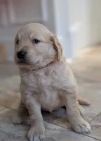 Ziggy , a female Golden Retriever for sale in Isanti, MN – 2 of 4