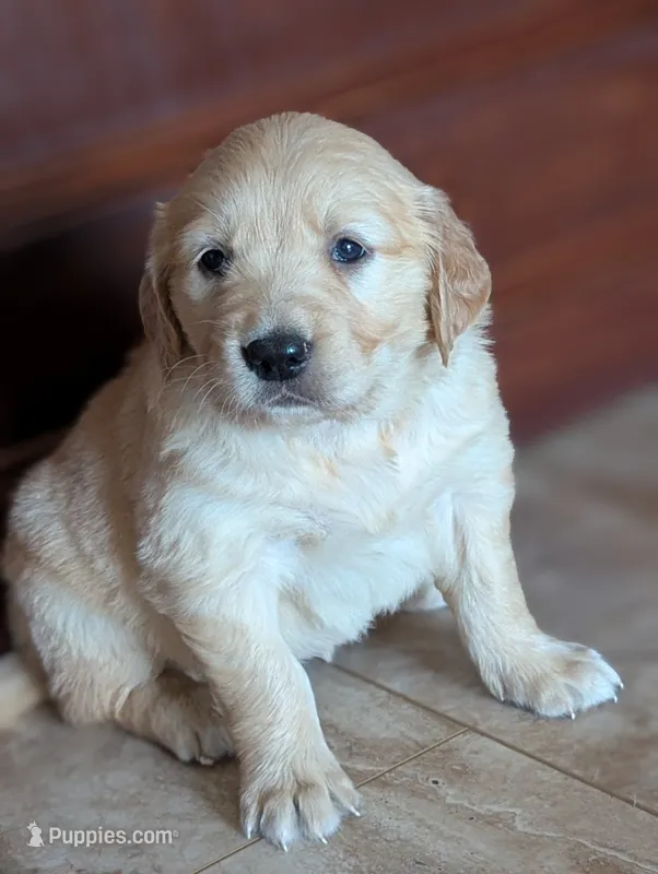 Peaches – Golden Retriever puppy for sale in Isanti, MN