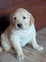 Peaches, a female Golden Retriever for sale in Isanti, MN – 1 of 4