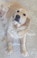 Walter , a male Golden Retriever for sale in Isanti, MN – 7 of 8