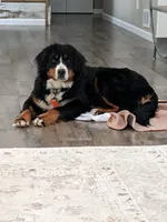 Barney (bernedoodle), a male Bernese Mountain Dog and Poodle - Multi-Colored Standard for sale in Isanti, MN – 5 of 8