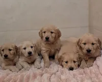 Petals, a female Golden Retriever for sale in Isanti, MN – 2 of 5