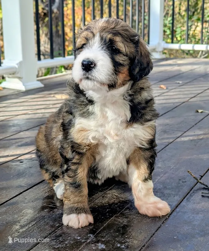 Paisley  (bernedoodle) – Bernese Mountain Dog, Poodle - Multi-Colored Standard puppy for sale in Isanti, MN