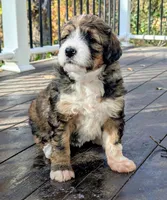 Paisley  (bernedoodle), a female Bernese Mountain Dog and Poodle - Multi-Colored Standard for sale in Isanti, MN – 1 of 7