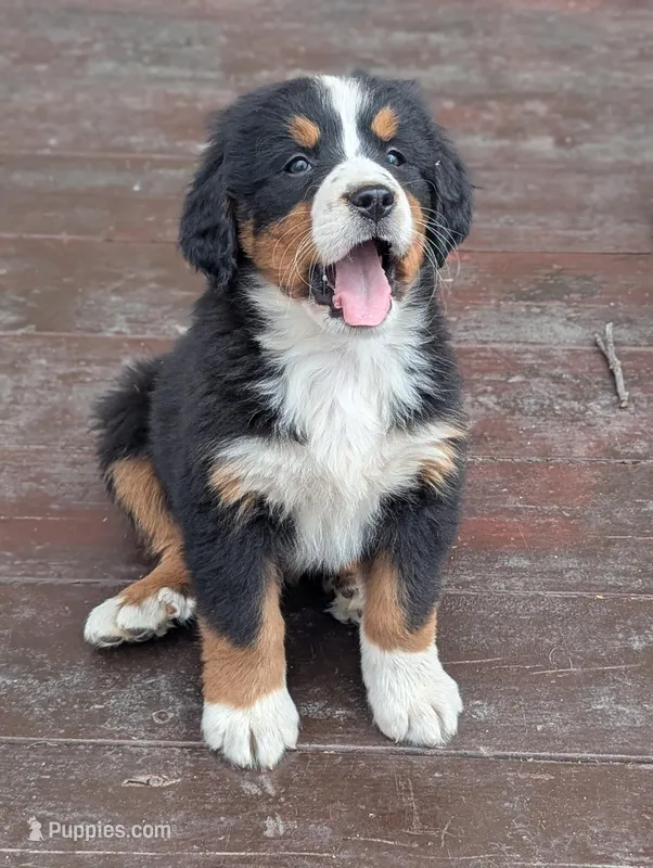 Pearl – Bernese Mountain Dog puppy for sale in Isanti, MN