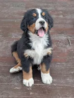 Pearl, a female Bernese Mountain Dog for sale in Isanti, MN – Photo 1 of 8