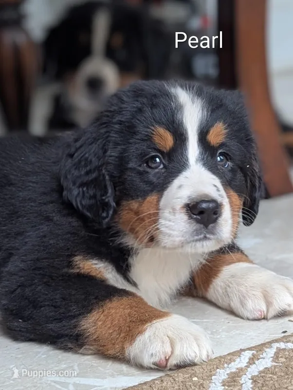 Pearl – Bernese Mountain Dog puppy for sale in Isanti, MN