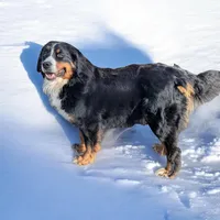 Petals, a female Bernese Mountain Dog for sale in Isanti, MN – Photo 7 of 7