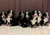 Petals, a female Bernese Mountain Dog for sale in Isanti, MN – Photo 2 of 7
