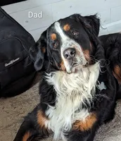 Pearl, a female Bernese Mountain Dog for sale in Isanti, MN – Photo 5 of 8