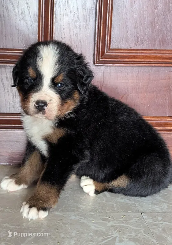 Petals – Bernese Mountain Dog puppy for sale in Isanti, MN