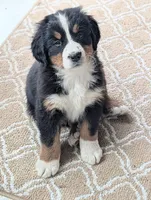 Pearl, a female Bernese Mountain Dog for sale in Isanti, MN – Photo 3 of 8