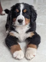 Pearl, a female Bernese Mountain Dog for sale in Isanti, MN – Photo 2 of 8