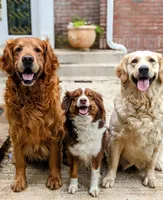 Petals, a female Golden Retriever for sale in Isanti, MN – 5 of 5