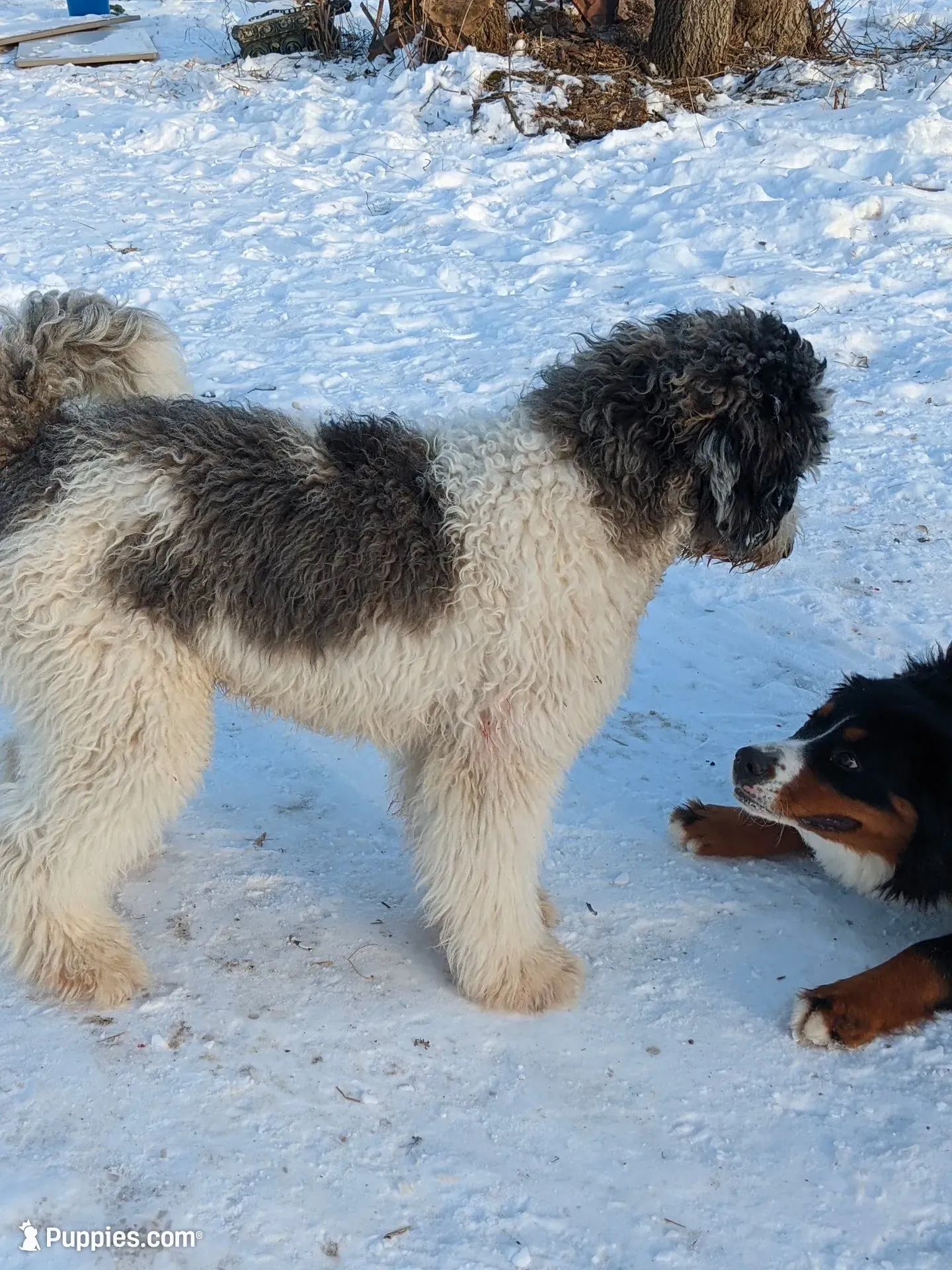 Paisley  (bernedoodle), a female Bernedoodle for sale in Isanti, MN – 9 of 10