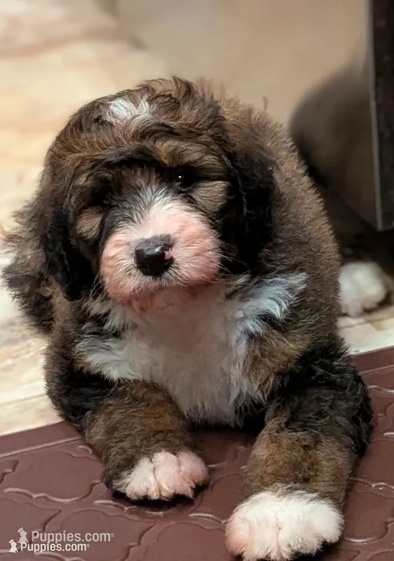 Barney (bernedoodle) – Bernese Mountain Dog, Poodle - Multi-Colored Standard puppy for sale in Isanti, MN
