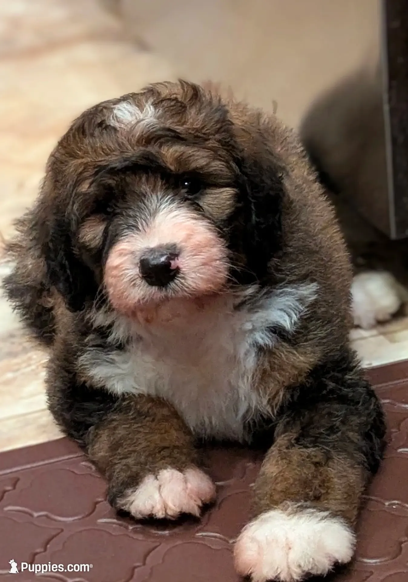Barney (bernedoodle), a male Bernese Mountain Dog and Poodle - Multi-Colored Standard for sale in Isanti, MN – 1 of 8
