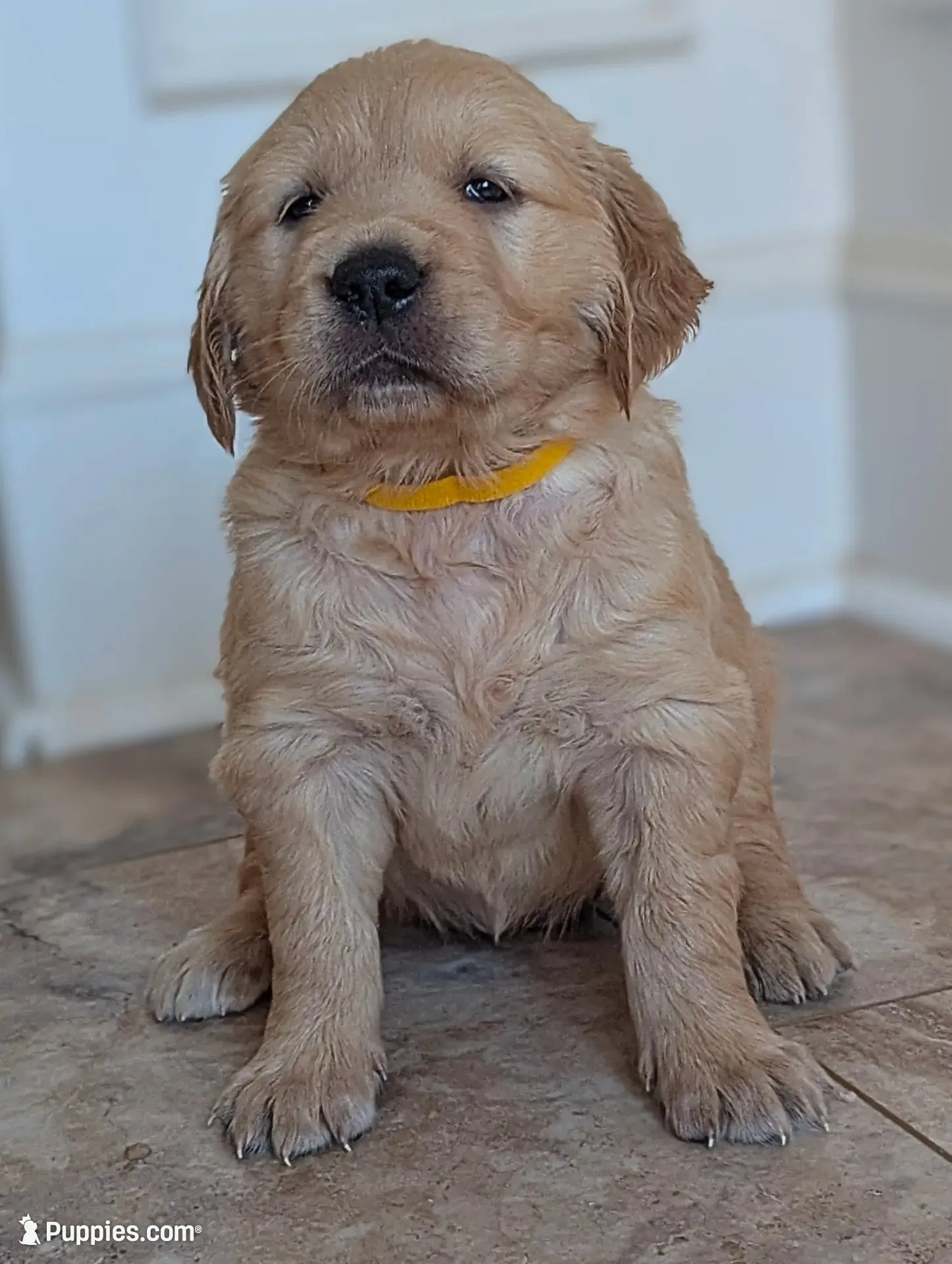 Petals, a female Golden Retriever for sale in Isanti, MN – 1 of 5