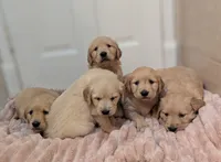 Petals, a female Golden Retriever for sale in Isanti, MN – 3 of 5