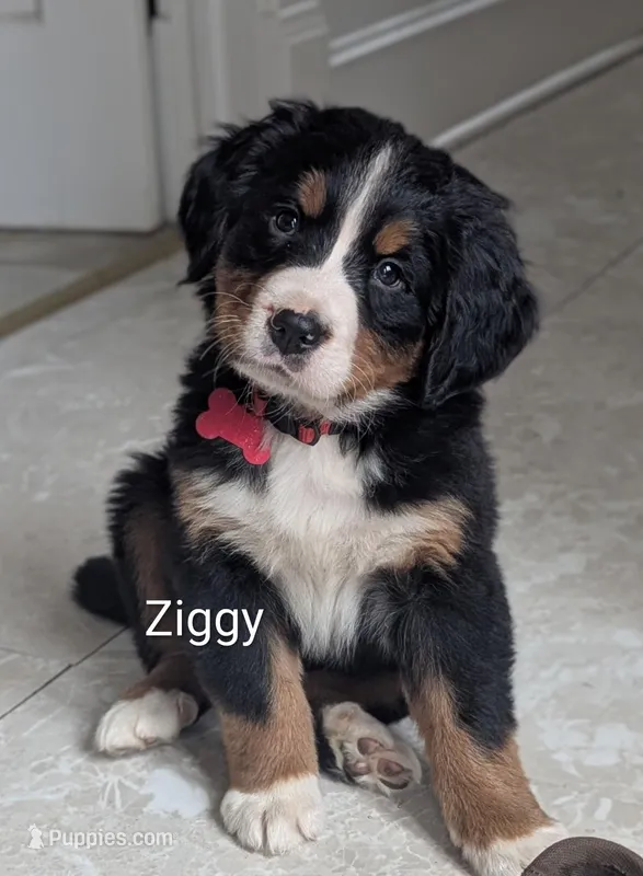 Ziggy , a male Bernese Mountain Dog for sale in Isanti, MN – Photo 1 of 7
