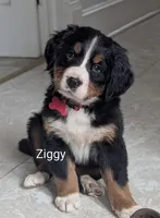 Ziggy , a male Bernese Mountain Dog for sale in Isanti, MN – Photo 1 of 7