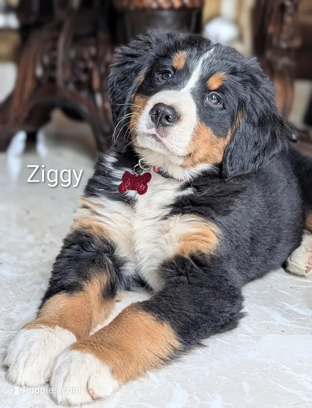 Ziggy  – Bernese Mountain Dog puppy for sale in Isanti, MN