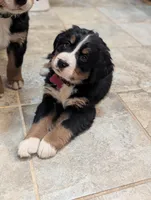 Ziggy , a male Bernese Mountain Dog for sale in Isanti, MN – Photo 7 of 7
