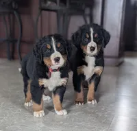 Ziggy , a male Bernese Mountain Dog for sale in Isanti, MN – Photo 4 of 7