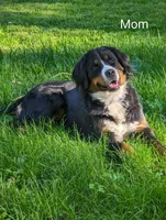 Ziggy , a male Bernese Mountain Dog for sale in Isanti, MN – Photo 6 of 7