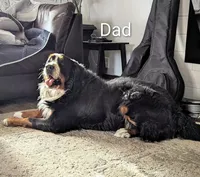 Ziggy , a male Bernese Mountain Dog for sale in Isanti, MN – Photo 2 of 7