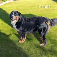 Ziggy , a male Bernese Mountain Dog for sale in Isanti, MN – Photo 5 of 7