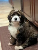 Barney (bernedoodle), a male Bernese Mountain Dog and Poodle - Multi-Colored Standard for sale in Isanti, MN – 3 of 8