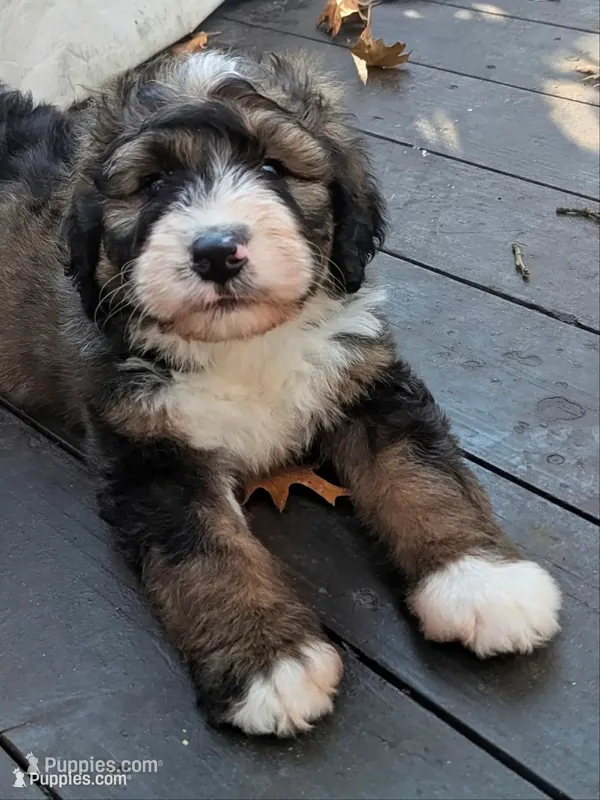 Barney  – Bernedoodle puppy for sale in Isanti, MN