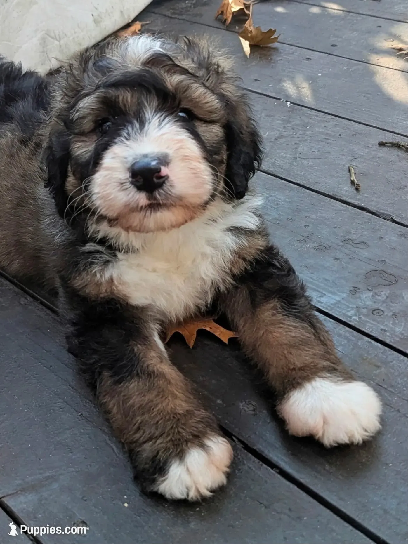Barney , a male Bernedoodle for sale in Isanti, MN – 1 of 9