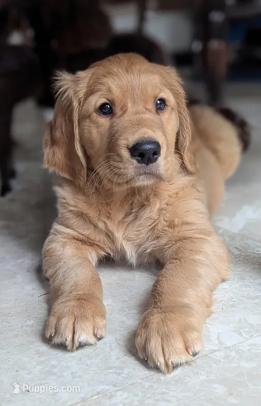 Walter  – Golden Retriever puppy for sale in Isanti, MN