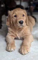 Walter , a male Golden Retriever for sale in Isanti, MN – 1 of 8