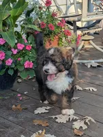 Barney , a male Bernedoodle for sale in Isanti, MN – 4 of 9
