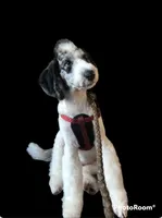 Barney (bernedoodle), a male Bernese Mountain Dog and Poodle - Multi-Colored Standard for sale in Isanti, MN – 6 of 8