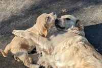 Walter , a male Golden Retriever for sale in Isanti, MN – 5 of 8