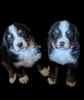 Bentley, a male Bernese Mountain Dog for sale in Isanti, MN – Photo 2 of 7
