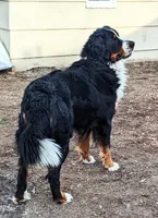 Bentley, a male Bernese Mountain Dog for sale in Isanti, MN – Photo 5 of 7