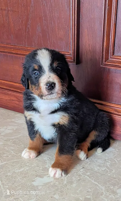 Bentley – Bernese Mountain Dog puppy for sale in Isanti, MN