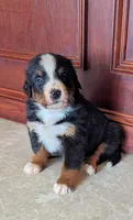 Bentley, a male Bernese Mountain Dog for sale in Isanti, MN – Photo 1 of 7