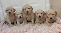 Peaches, a female Golden Retriever for sale in Isanti, MN – 3 of 4
